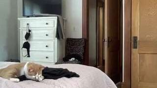 dreamofjeane nude on webcam in Live Sex Chat